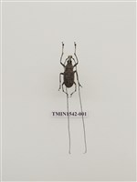 藏品(長角象鼻蟲科)的圖片